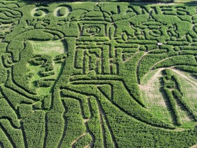 General view of the "world's largest corn maze" celebrating the 60th anniversary of James Bond, in Spring Grove, Illinois, September 8, 2022.