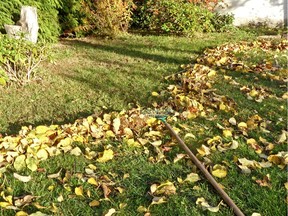 Rake the leaves off the lawn to reduce the risk of snow mold. Photo courtesy Onnola.