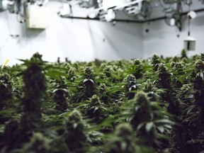 Cannabis plants grow in a production facility in Simcoe, Ont. Tuesday, April 13, 2021.Canada's cannabis industry is hoping a long awaited review of the legislation that permitted the use and sale of pot will help the sector stave off more financial difficulties.