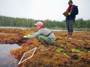 An interdisciplinary team of researchers and policy experts is collaborating to determine how much carbon seagrass meadows, saltwater marshes and kelp forests can capture across Canada.