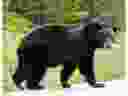 File photo of a black bear. 