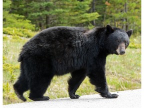 File photo of a black bear.