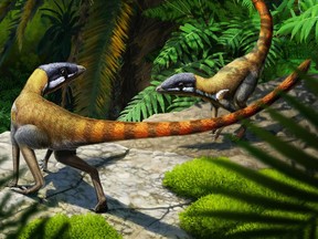 An artist's life reconstruction of the Triassic Period reptile Scleromochlus taylori, whose fossils were found in Scotland. A study of the fossils shows that this small-bodied land-dwelling runner was a close cousin of the prehistoric flying reptiles called pterosaurs and may be very similar to the ancestors of that group.