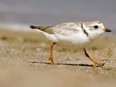 An adult Piping Plover runs along a beach as waves lap on the shore in the background, in the Quonochontaug Conservation Area, in Westerly, R.I., July 12, 2007. An environmental law group is taking the federal government to court over new rules to protect piping plover habitat.