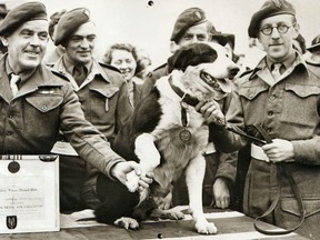 In this photo released by the People's Dispensary for Sick Animals, the awarding body responsible for the Dickin Medal for animal gallantry, a crossbred collie dog named Rob, is honoured for making over 20 parachute jumps while on secret war work in the North African landings of the Second World War.