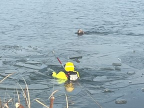 The dog broke free from its owner and ended up in the pond unable to get out by itself.
