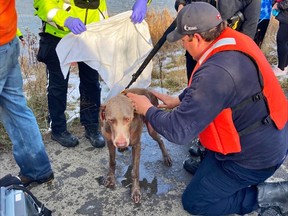Firefighters, police officers and paramedics help comfort and warm up the dog rescued after falling through thin ice on a pond on Thursday