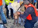 Firefighters, police officers and paramedics help comfort and warm up the dog rescued after falling through thin ice on a pond on Thursday