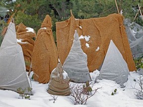 Shrubs protection from frost in winter garden. (Getty Images)