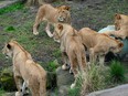 Five lion cubs, two males and three females, were born a year ago, the first for 18 years at the aronga Zoo in Sydney, Australia. Rick Rycroft) / AP