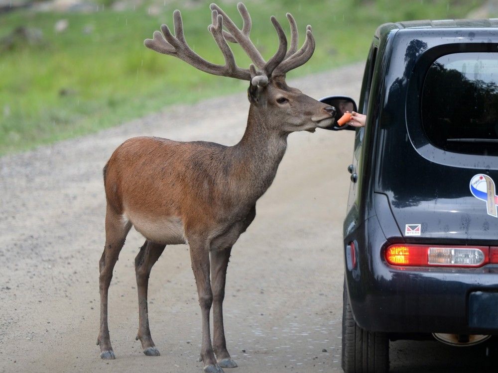 Two men arrested for alleged poaching of four animals at Parc