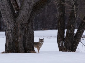 There are humane ways to dissuade coyotes from hanging around the neighbourhood.