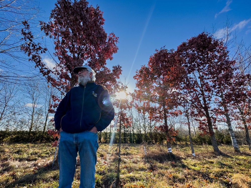 Bob Dobson has planted 40,000 trees on his Cobden farm in 51 years