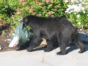A black bear goes through garbage in this photo taken by a B.C. Conservation Service officer responding to a call in Whistler in 2014.