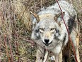 A field worker with Coyote Watch Canada took this photograph of a coyote caught in a snare in McCarthy Woods on the morning of Nov. 28.