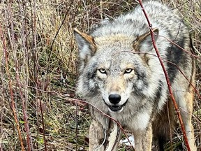 Pembuat berita 2022: Coyote cerdik di Riverside Park South