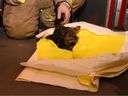 Les pompiers soignent un chien qui avait été sauvé d'un incendie tôt le matin dans une maison de Yorks Corners Road.