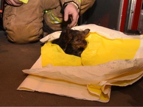 Firefighters treat a dog that had been rescued from an early-morning fire at a home on Yorks Corners Road.