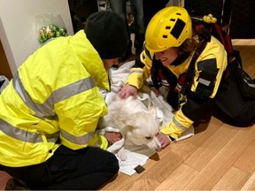 Ottawa Fire Services water rescue technicians warm a "Lola" after rescuing her from a pond in Osgoode on Friday.