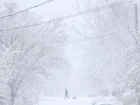 A man walks his dog in Sandy Hill after an overnight snow storm earlier in December.