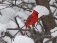 A cardinal was brilliant against a snowy tree as he hunted for a morning snack in Alta Vista.