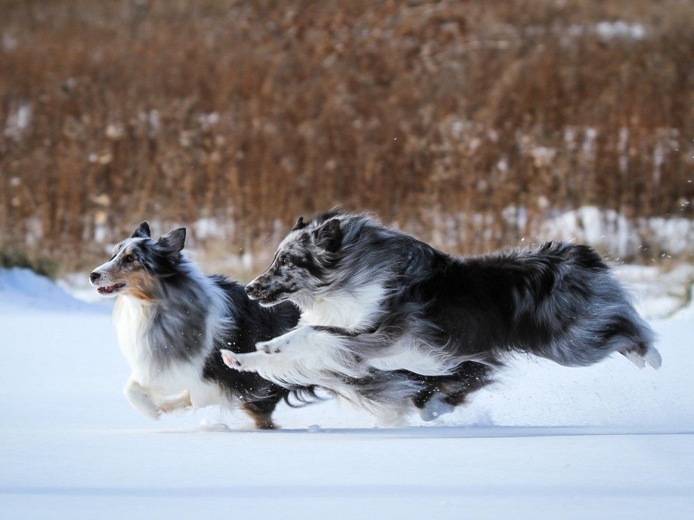 Maclaren shelties best sale