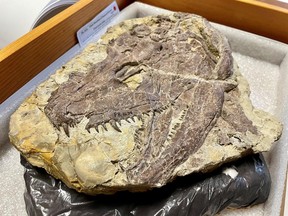 A skull of the large early tetrapod and apex predator Whatcheeria, which lived an amphibious lifestyle around 330 million years ago and whose fossils have been found in Iowa, is seen with its many sharp teeth visible in the collections of the Field Museum, in Chicago, Illinois, U.S., in this undated handout image.