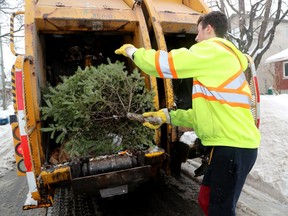 OTTAWA. DEC. 29, 2022. #138548
City worker Jacob Trepannier disposes of a discarded Christmas tree on Kenora Street Thursday. However, trees take up a ton of room in garbage trucks, he says, hoping people in Ottawa give their trees to NCC sites instead this year. 
Julie Oliver/Postmedia