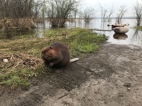 An inhabitant of the National Capital Greenbelt, courtesy of the Ottawa-Carleton Wildlife Centre.