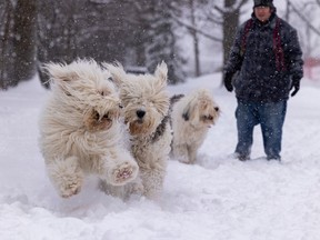 David Dalle enjoys the snow with his three Old English Sheep dogs Kasse, Gracie, and Beatrice in Ottawa, Jan. 13, 2023.