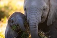 Elephant twin Alana gets to know her cousin in Dynasties II.