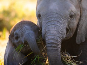 Elephant twin Alana gets to know her cousin in Dynasties II.