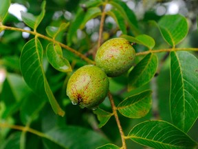 Walnut trees are seen growing on a farm in Langley, B.C.
