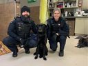 Ottawa Bylaw menangkap seekor anjing Labrador hitam yang telah hilang selama beberapa minggu. 