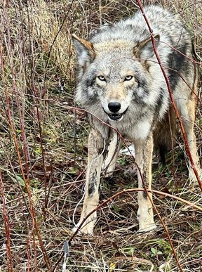 A field worker with Coyote Watch Canada films a coyote caught in a trap in McCarthy Woods on the morning of November 28, 2022.