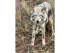A field worker with Coyote Watch Canada films a coyote caught in a trap in McCarthy Woods on the morning of November 28, 2022.