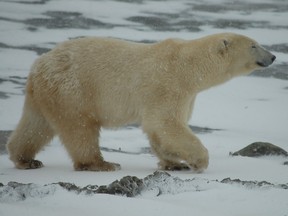A polar bear walks near Churchill, Manitoba in October 2022.