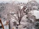 Ottawa streets strewn with fallen trees during the 1998 ice storm.