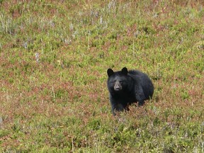 FILE - In this Wednesday, Oct. 4, 2017 photo, a black bear checks out his surroundings in Granite Basin in Juneau, Alaska. The National Park Service is proposing a rule that would prohibit bear baiting in national preserves in Alaska, the latest in a dispute over what animal rights supporters call a cruel practice. The park service said Friday, Jan. 6, 2023 it is proposing a rule barring bear baiting in national preserves in Alaska.