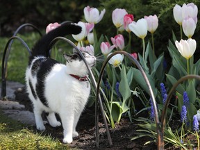 Columnist Brigitte Pellerin invites readers to suggest smells that are synonymous with Ottawa, but says tulips are too obvious. This  cat at the tulip beds near Dow's Lake looks like it begs to differ.