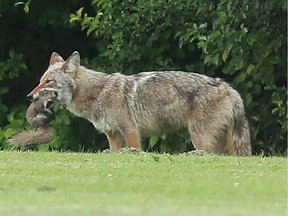 A coyote catches a squirrel near McCarthy Woods in Ottawa last June.