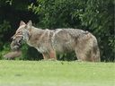 Seekor anjing hutan menangkap seekor tupai di dekat McCarthy Woods di Ottawa Juni lalu. 