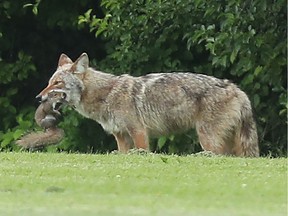A June 2022 file photo shows a coyote with a squirrel in its mouth near McCarthy Woods.