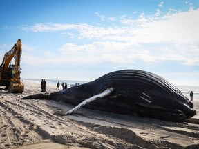 A dead male humpback whale that, according tor town officials, washed ashore overnight is pictured on Long Island's south facing shore in Lido Beach, New York, U.S., January 30, 2023.