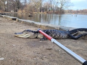 Alligators inhabit Florida and the humid southeast of the United States: much further north, in New York, one was found alive, but in a very poor condition, in a pond in a Brooklyn park, the city announced on February 20, 2023. The rare discovery of the animal, probably abandoned by its owner, was made Sunday morning in the lake of Prospect Park.