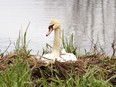 A swan sits on a nest of eggs. Both sexes take turns Both sexes take turns incubating the eggs, which hatch after 35-41 days. (Postmedia)