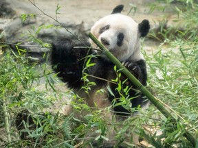 Female giant panda cub Xiang Xiang eats bamboo ahead of her return to China, at Ueno Zoological Park in Tokyo on Feb. 19, 2023.