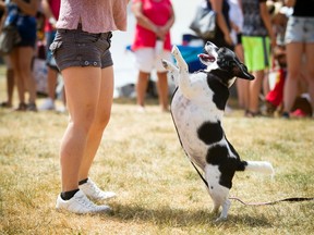 The City of Ottawa has posted an online map showing what dog leash rules apply in local parks.