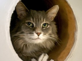 Alun, an early client of the Feline Café back in 2017, hides in a vertical cat jungle in the shop.