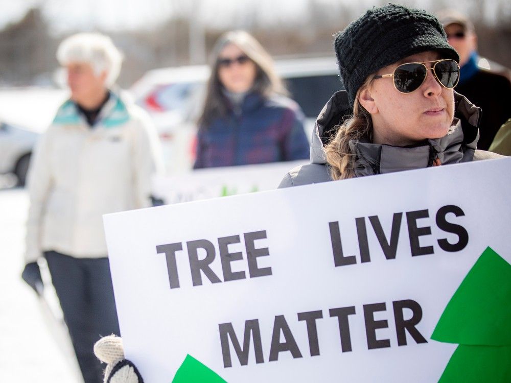 Adam After the clearcutting of 25,000 trees, Council must act